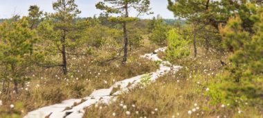 Dunikos pelkės takas