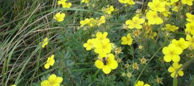 ČUŽU pelkių takas ir sieros šaltiniai