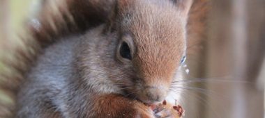 Ligatnės gamtos takai