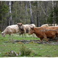 TalsuTIC_engures_ezers_51-xl