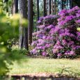 arboretums_2