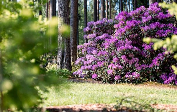 arboretums_2