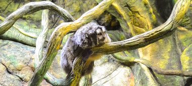 Latgalos zoologijos sodas