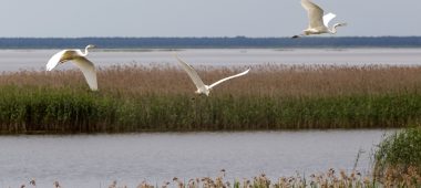 Gamtinis rezervatas „Lubanos pelkės”