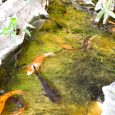 daugavpils-Latgales-Zoo-47