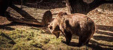 Rygos zoologijos sodo filialas „Cīruļi”