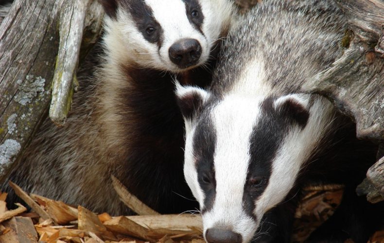 Aizpute-zooCīruļi1