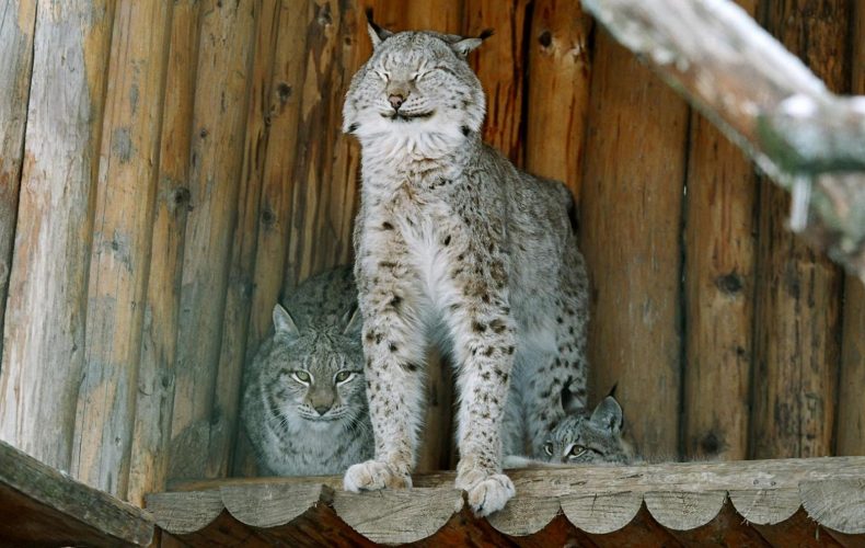 Aizpute-zooCīruļi4