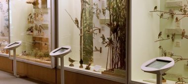 Latvijos nacionalinis gamtos istorijos muziejus