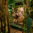 jungle