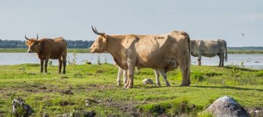 Engure ežero gamtos parkas