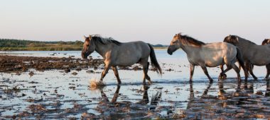 Laukiniai arkliai ir taurai