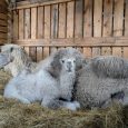 ozolmājas7
