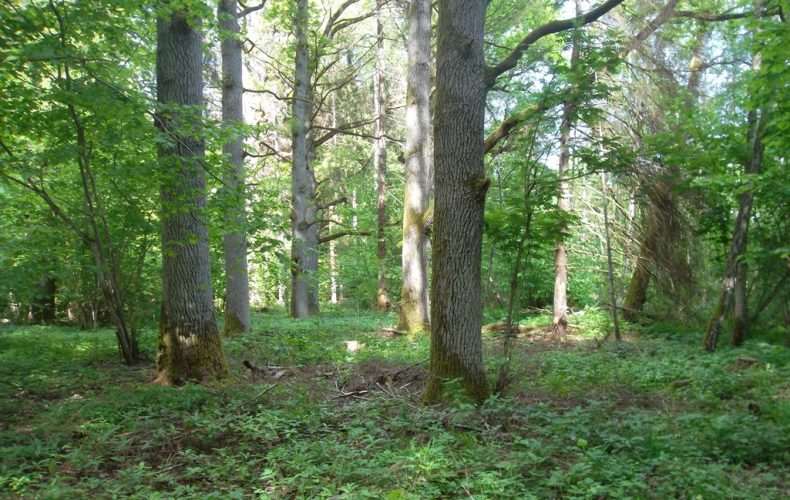 Auce-Ukru-gārša4