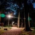 Kokneses parks (4)