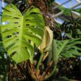 Botaniskais_darzs_018