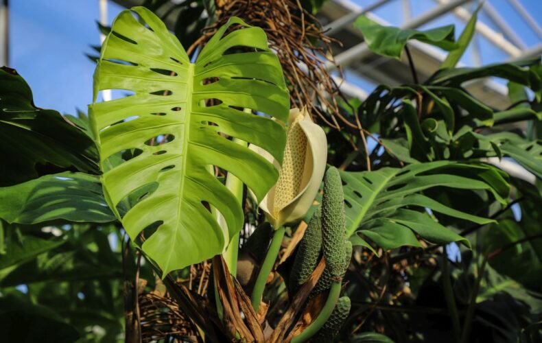 Botaniskais_darzs_018