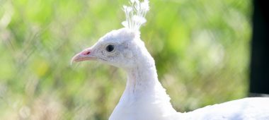 ROSES Paukščių sodas