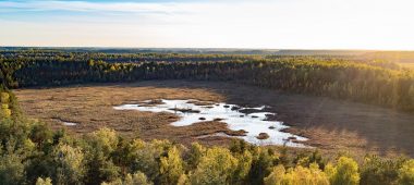 Medema pelkė ir miškas