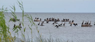 Kaltenės pažintinis takas su paukščių stebėjimo bokšteliu