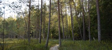 Andrupenės pelkės takas