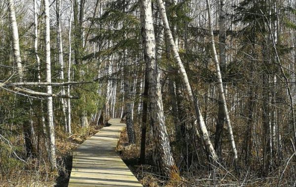 jaundomes-dabas-taka-4