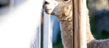 Kalna Lāči – mini zoologijos sodas