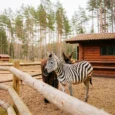 raksi-zoo-005