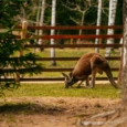 raksi-zoo-006