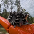 raksi-zoo-008
