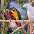 raksi-zoo-009